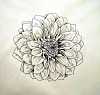 Dahlia Flower: Graphicpen with graywash watercolour on artpaper Mounted 29.8cmx29.8cm